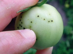 Bacterial speck on tomato fruit
