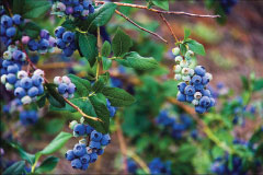 blueberry-1