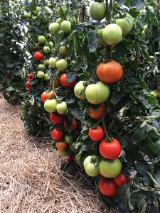 Tomatoes