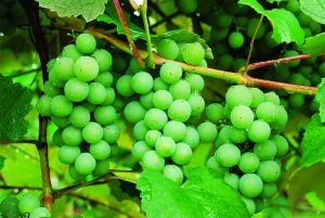 Grapes