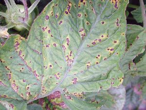Bacterial speck on tomato foliage.