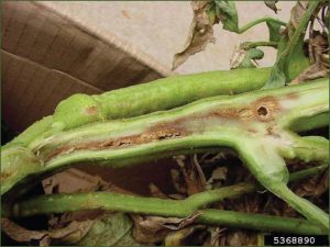 Bacterial wilt and canker symptoms in tomato.