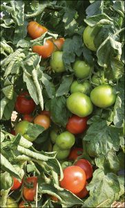 Bigdena Tomatoes