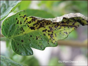 Managing Early Blight and Septoria Leaf Spot – Integrated Soil & Plant ...