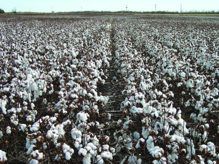 cotton