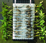 Red Morning Tomato after washing. Control on the left, SB on the right. The SB plants were significantly more difficult to wash due to the significant increase in smaller feeding roots.