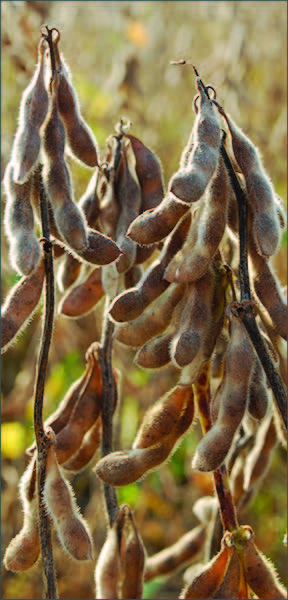 soy