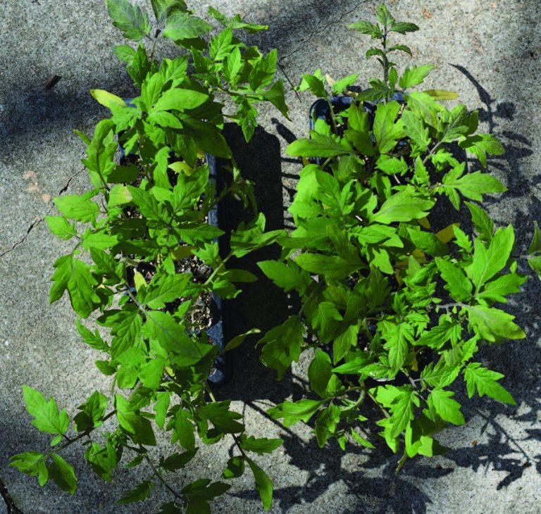 tomato plant