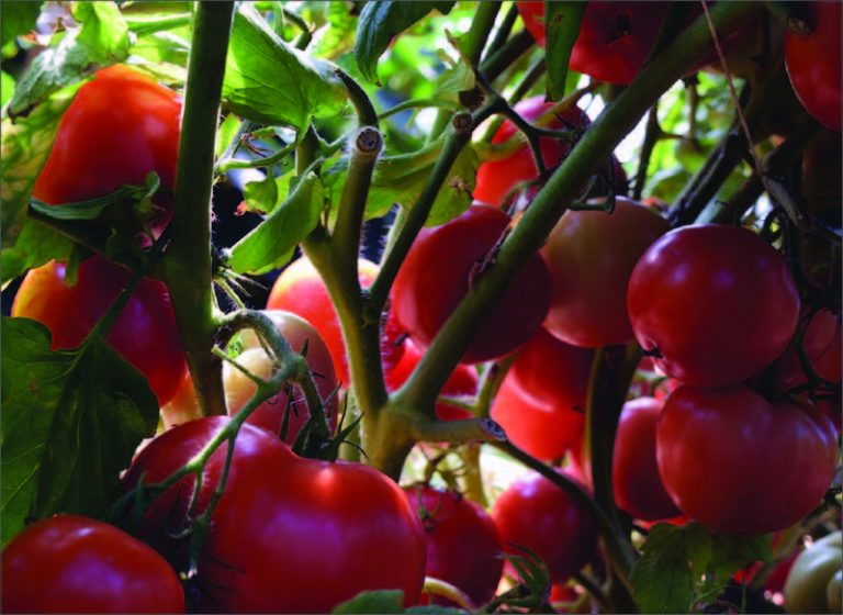 tomatoes on vine